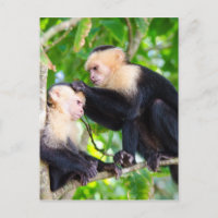 Macaco Amor