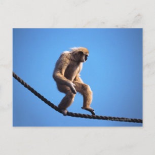 Cartão Postal Macaco andando em corda