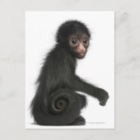 Macaco-aranha-de-cara-vermelha - Ateles paniscus (