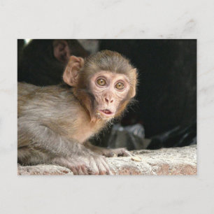 Cartão Postal Macaco assustado com olhos grandes postais
