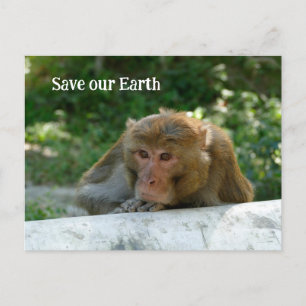 Cartão Postal Macaco - Avô