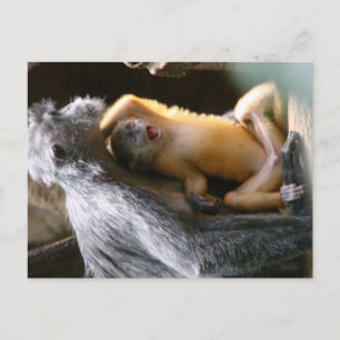 Cartão Postal Macaco-Bebê