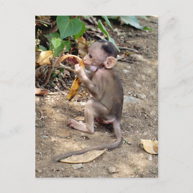 Cartão Postal Macaco-Bebê (Frente)