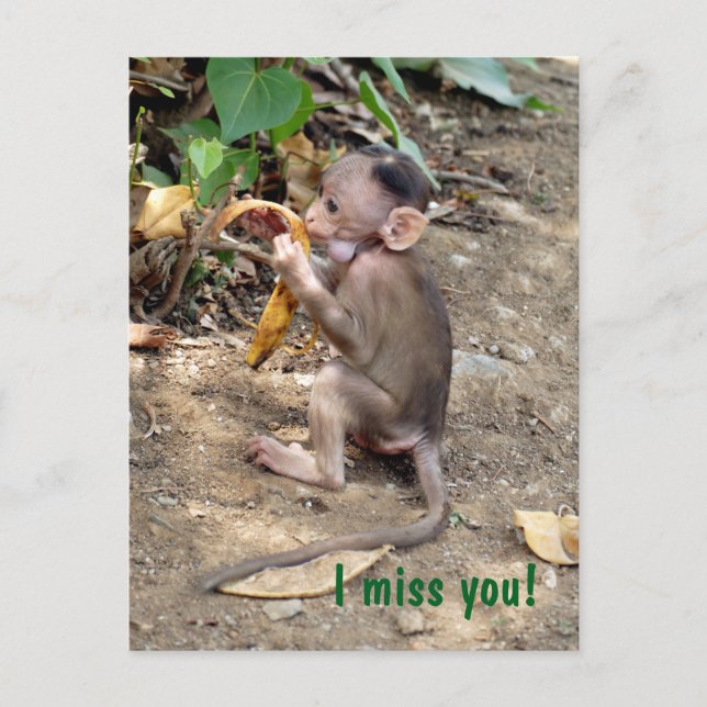 Cartão Postal Macaco-Bebê (Frente)