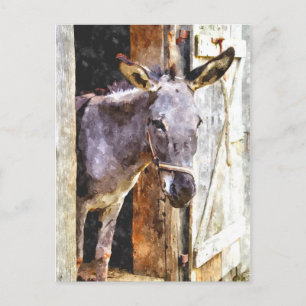 Cartão Postal Macaco-burro