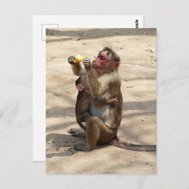 Cartão Postal Macaco - Café da Manhã das Mães (Frente/Verso)