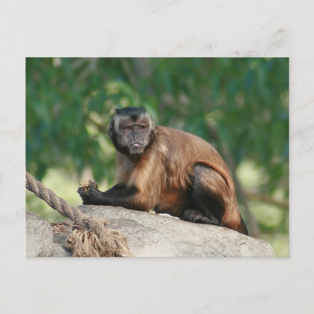 Cartão Postal Macaco Capuchin, Cute Mas Cranky (Frente)