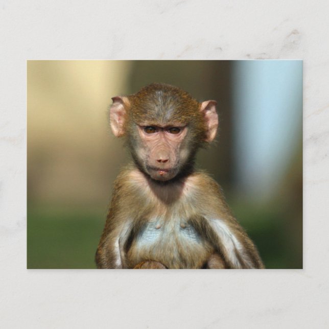 Cartão Postal Macaco Cheeky - Cartões-postais de bebê bonito (Frente)
