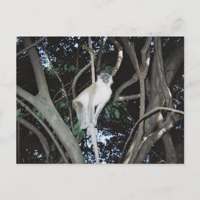 Cartão Postal Macaco Cheio (Frente)