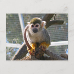 Cartão Postal Macaco-Cinto