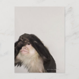 Cartão Postal Macaco cobrindo os olhos
