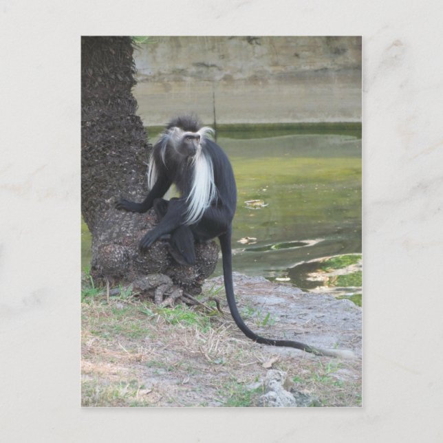 Cartão Postal Macaco Colobo Branco e Negro Angolano (Frente)