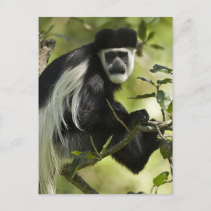 Cartão Postal Macaco Colobo Preto e Branco