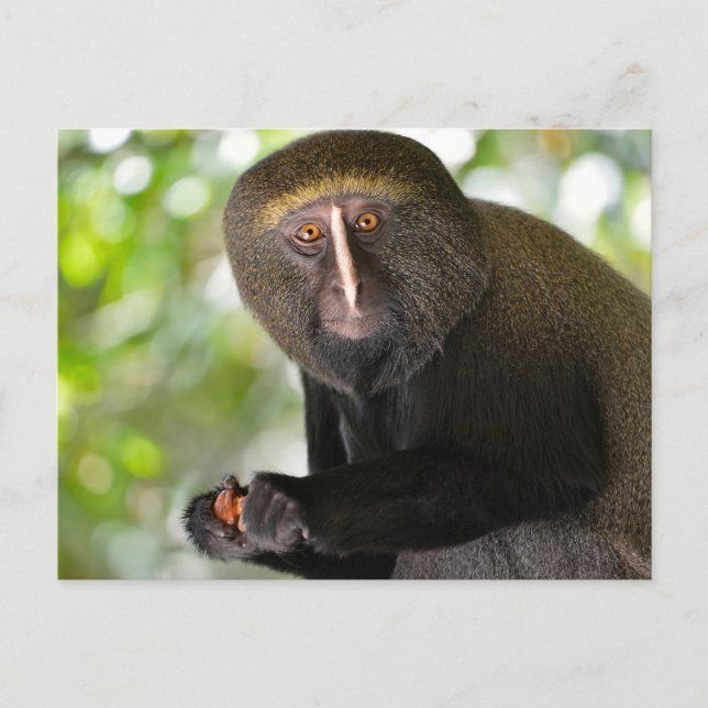 Cartão Postal Macaco-coruja-retrato (Frente)