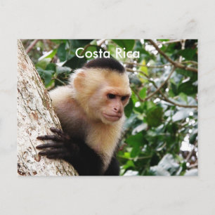 Cartão Postal Macaco Costarriquenho