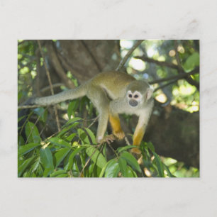 Cartão Postal Macaco-de-cheiro-comum, (Saimiri sciureus), Rio