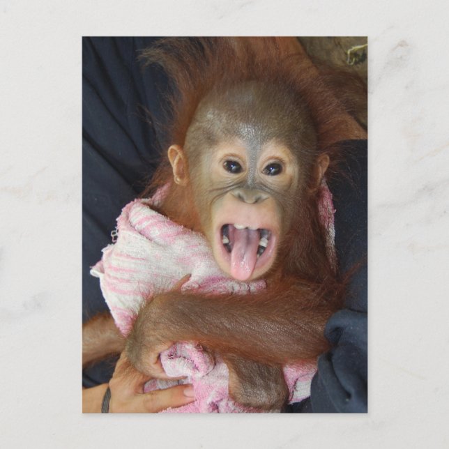 Cartão Postal Macaco de Língua Orangutã Bonita (Frente)