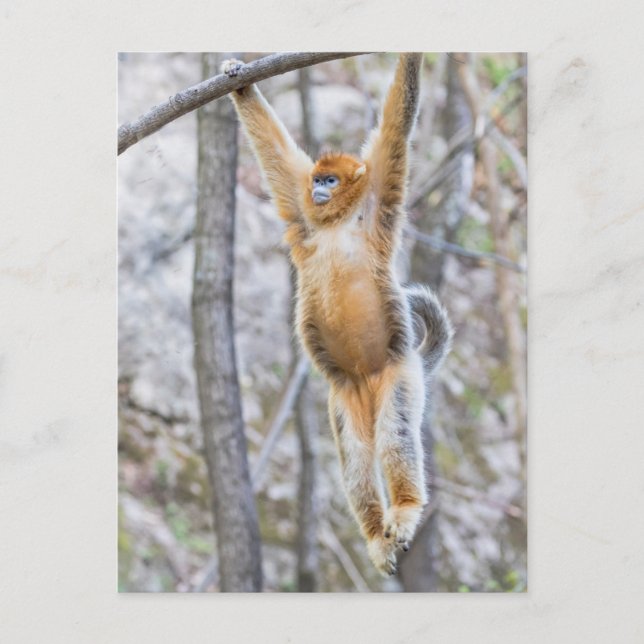 Cartão Postal Macaco de Nariz Arrebitado Dourado Balançando no G (Frente)