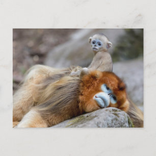 Cartão Postal Macaco Dourado de Nariz Arrebitado Pai com Bebê