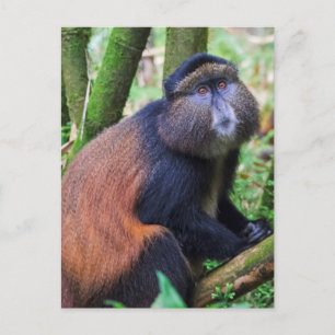Cartão Postal Macaco Dourado, Ruanda
