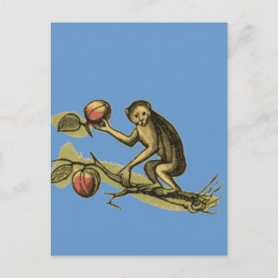 Cartão Postal Macaco e seus cocos