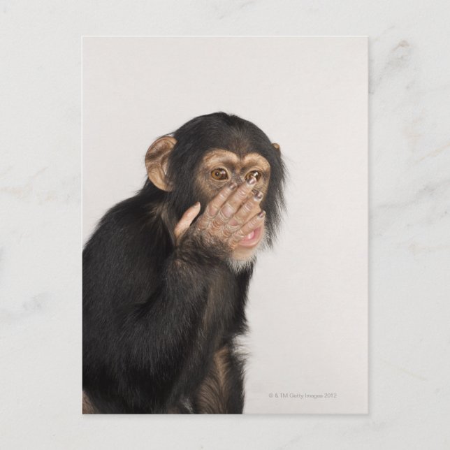 Cartão Postal Macaco esfregando o rosto (Frente)