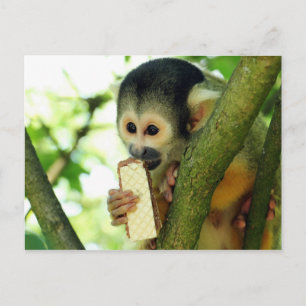 Cartão Postal Macaco-esquilo comendo um biscoito de Wafer