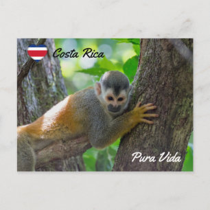 Cartão Postal Macaco-esquilo no Parque Nacional Manuel Antonio -