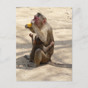 Cartão Postal Macaco - Eu quero algo também