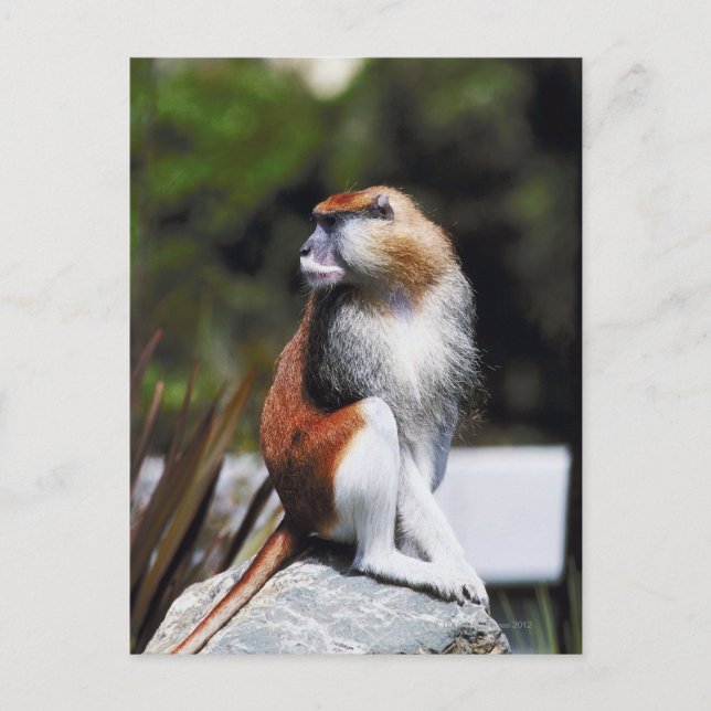 Cartão Postal Macaco-gato (Frente)
