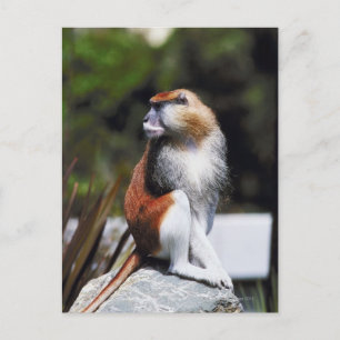 Cartão Postal Macaco-gato