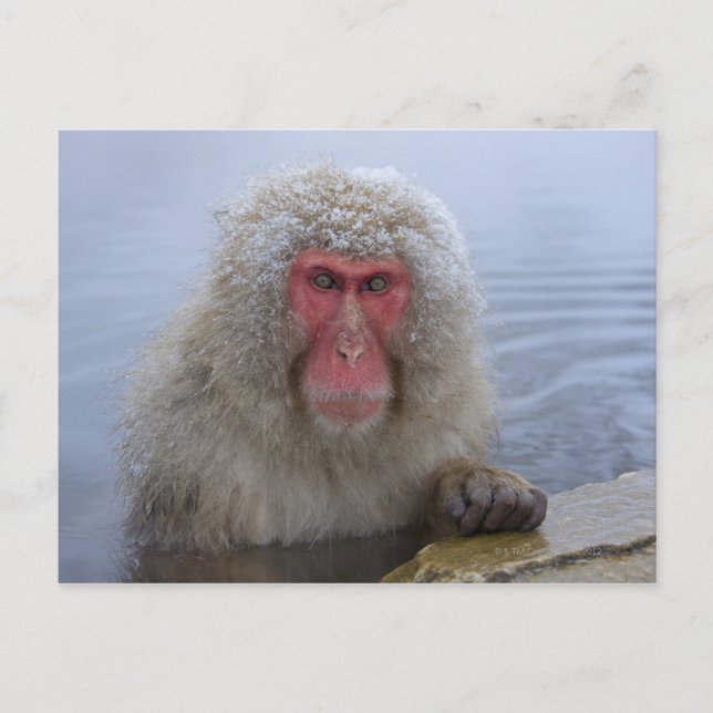 Cartão Postal Macaco japonês da neve na primavera (Frente)