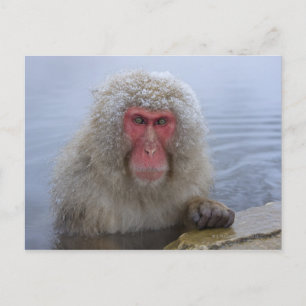 Cartão Postal Macaco japonês da neve na primavera