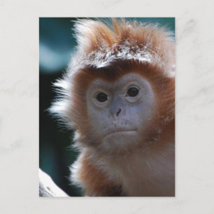 Cartão Postal Macaco Langur Vermelho Fofo