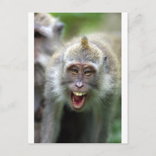 Cartão Postal Macaco macaco