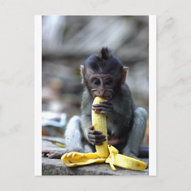 Cartão Postal Macaco-macaco-bebê bonito comendo banana (Frente)