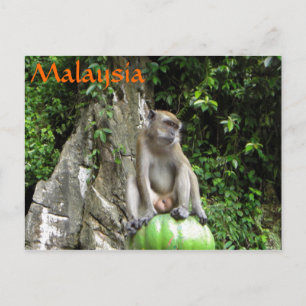 Cartão Postal Macaco malaio