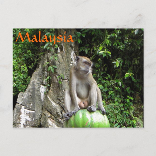 Cartão Postal Macaco malaio (Frente)