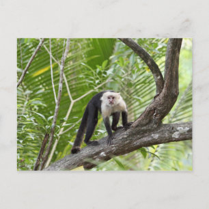Cartão Postal Macaco na Selva