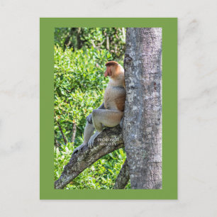 Cartão Postal Macaco Narigudo