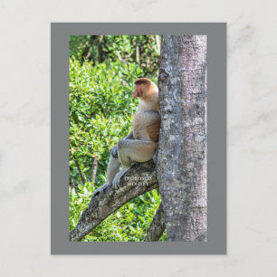 Cartão Postal Macaco Narigudo