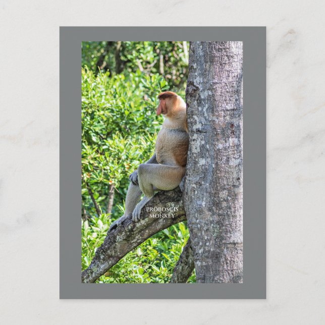 Cartão Postal Macaco Narigudo (Frente)