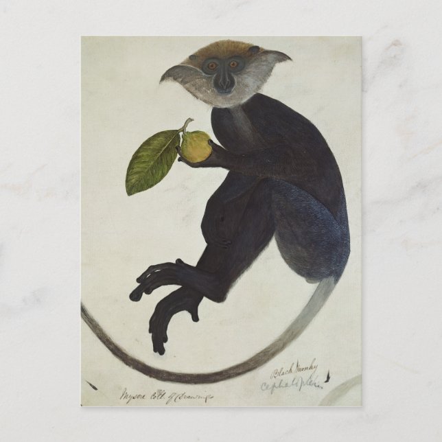Cartão Postal Macaco Negro (Frente)