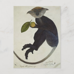 Cartão Postal Macaco Negro