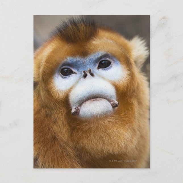 Cartão Postal Macaco-Ouro-macaco Pygathrix roxellana, retrato (Frente)