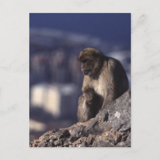 Cartão Postal Macaco Pensivo em Gibraltar