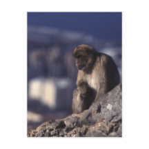 Macaco Pensivo em Gibraltar
