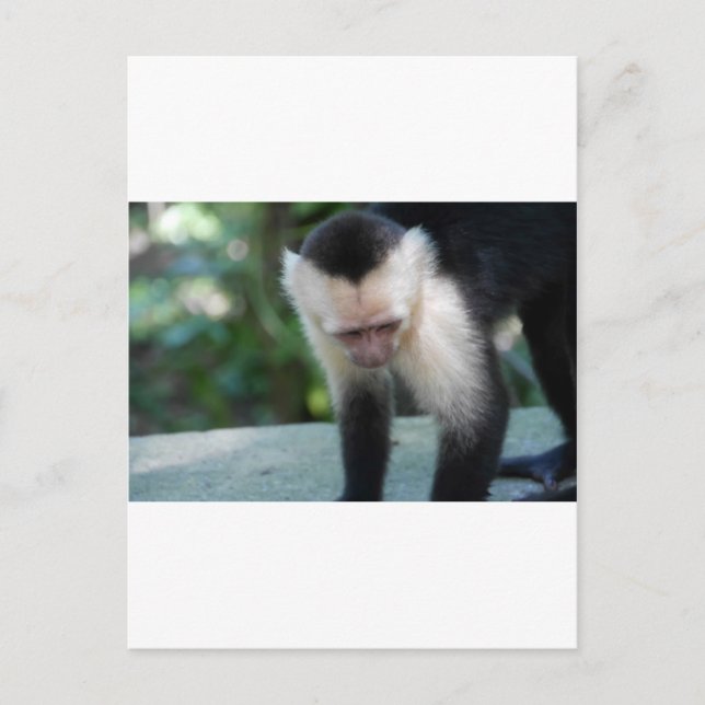 Cartão Postal Macaco-prego.JPG (Frente)