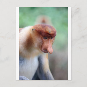 Cartão Postal Macaco-prego Labuk Bay Borneo