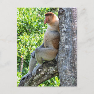 Cartão Postal Macaco Proboscis